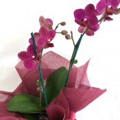 Orchids (3)