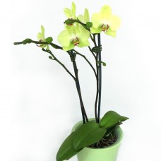 Pale Green Orchid