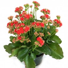 Kalanchoe - soft red